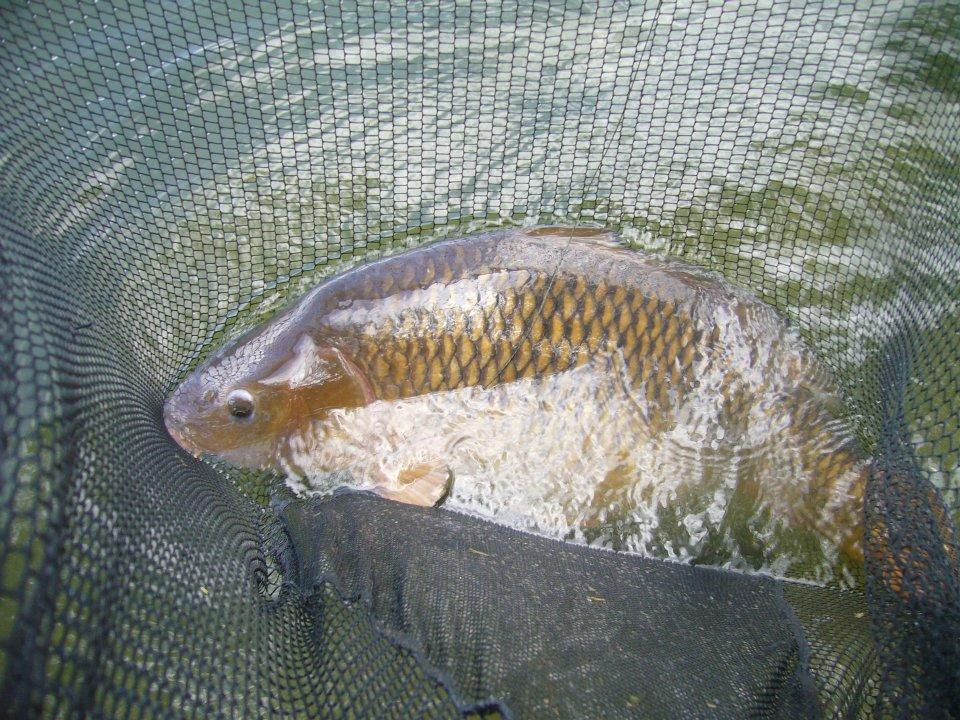 Ma passion !!! - 2532253973343610515985516847n.jpg